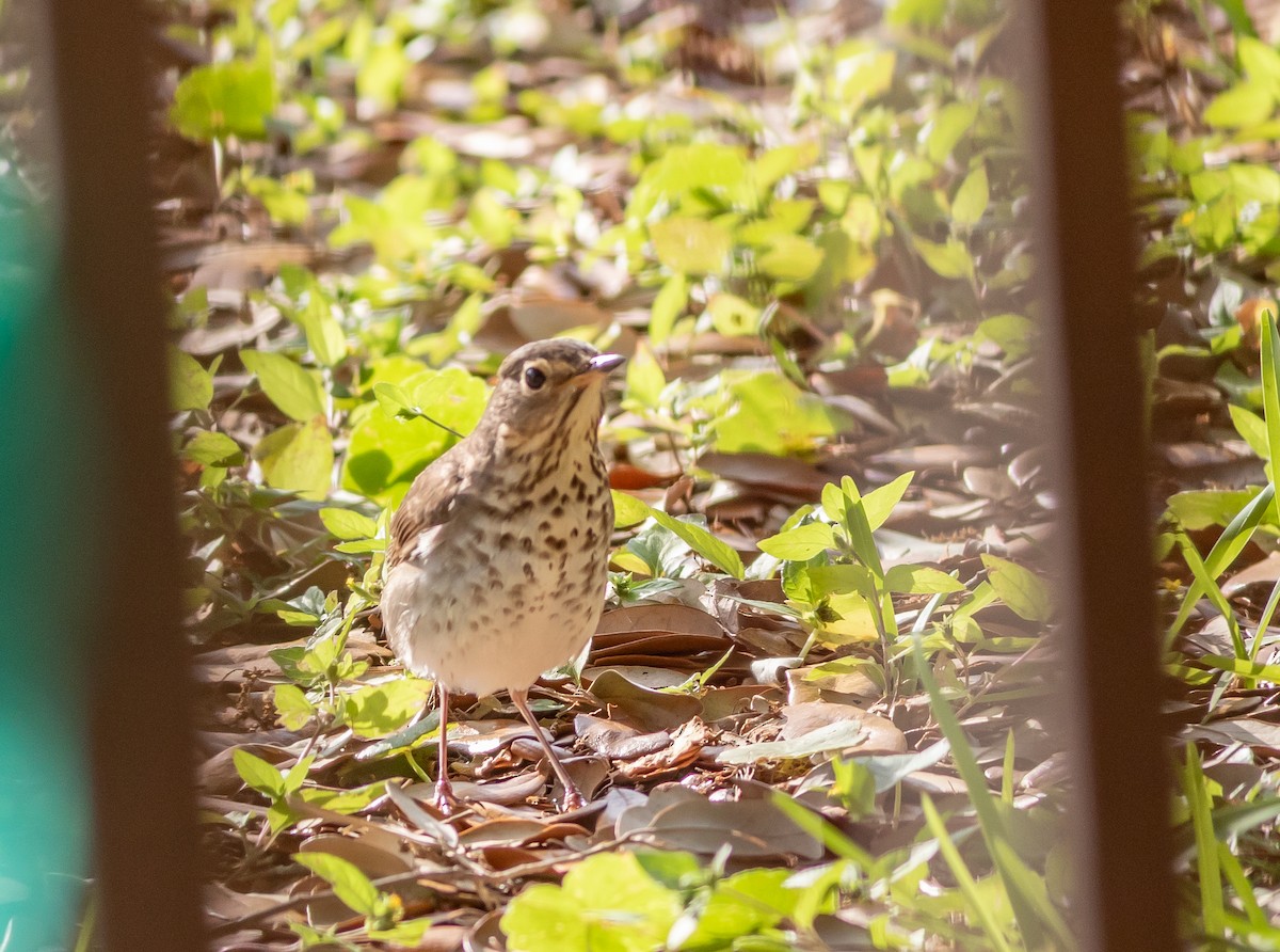 Swainson's Thrush - aaron evans