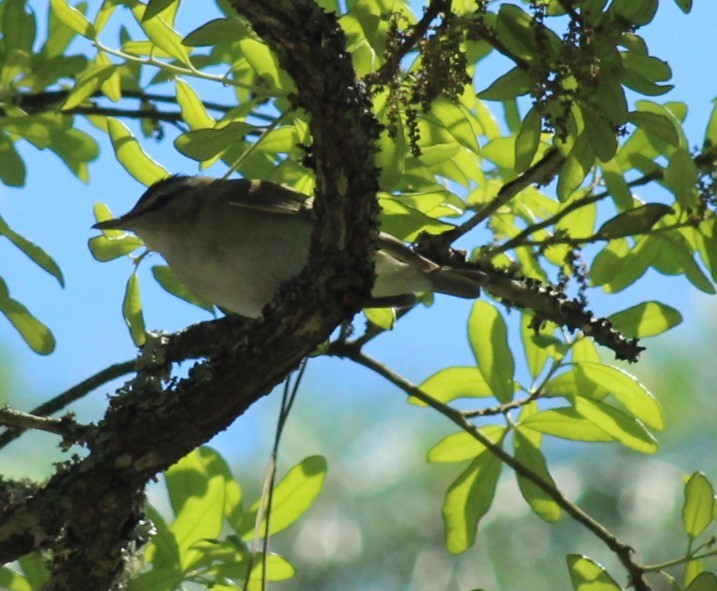 Red-eyed Vireo - Mark Hughes