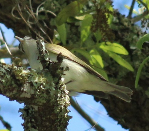 Red-eyed Vireo - ML617831427