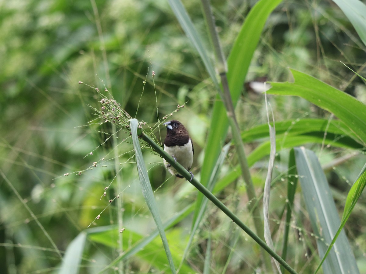 White-rumped Munia - ML617831429