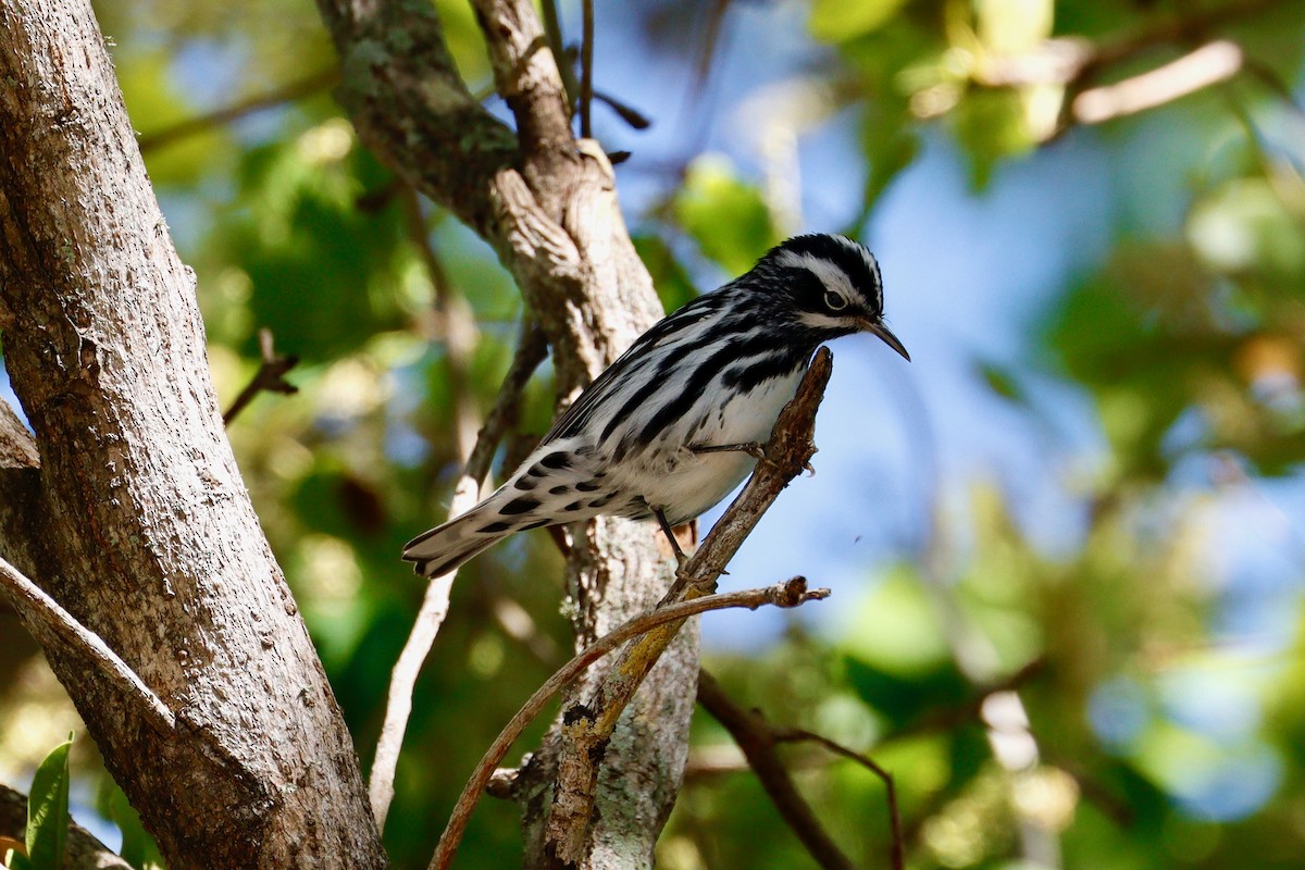 Black-and-white Warbler - ML617831444