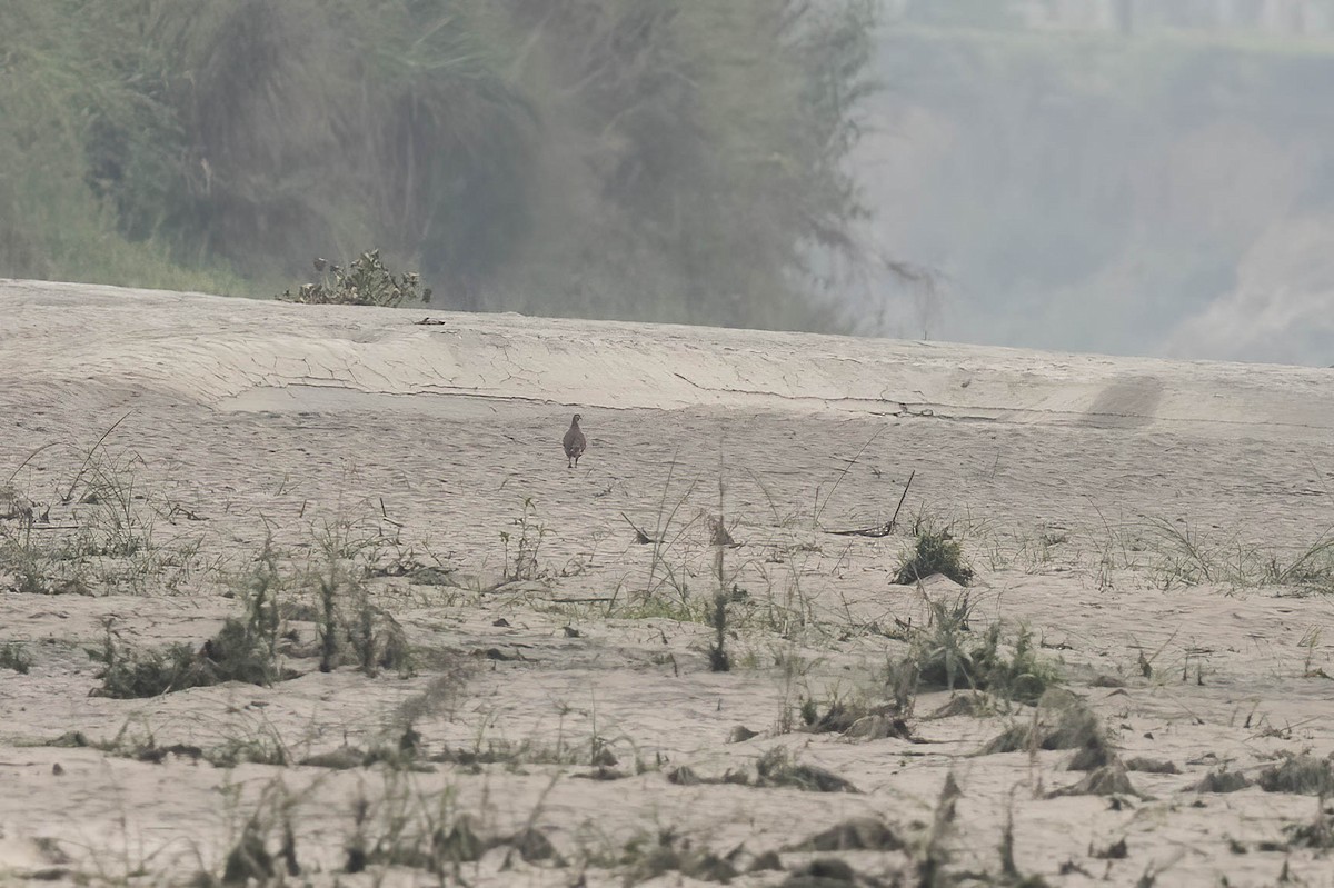 Swamp Francolin - ML617831447