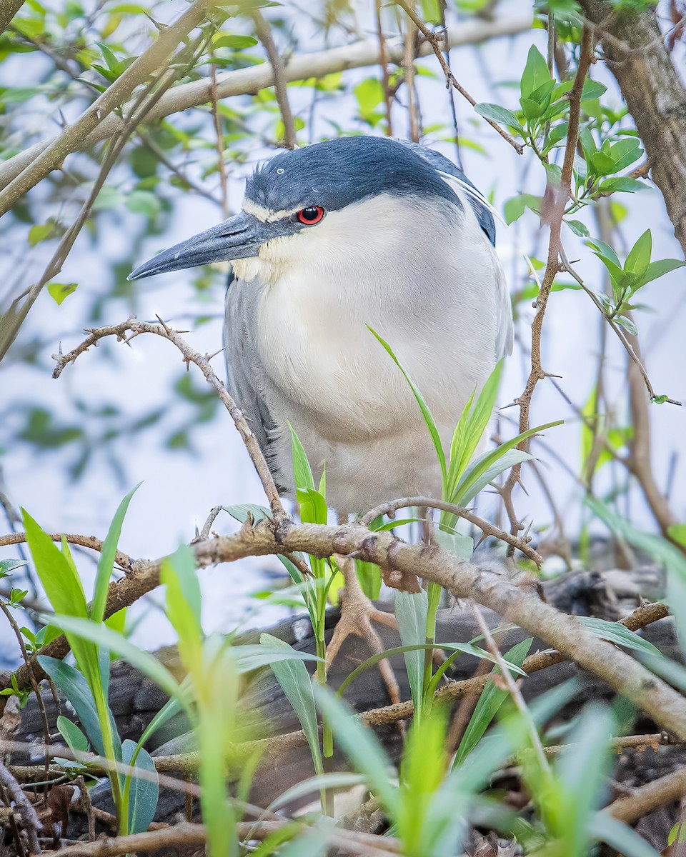 Black-crowned Night Heron - ML617831576