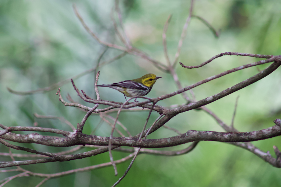 Black-throated Green Warbler - ML617831616