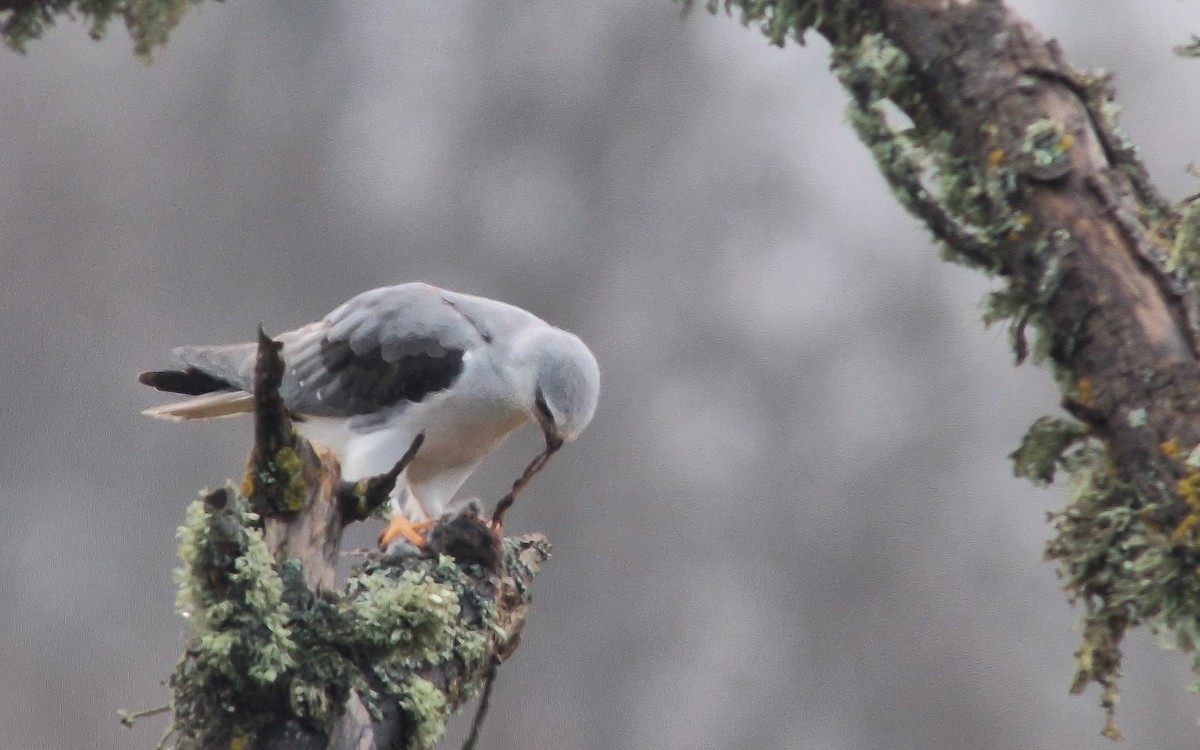 Black-winged Kite - Uku Paal