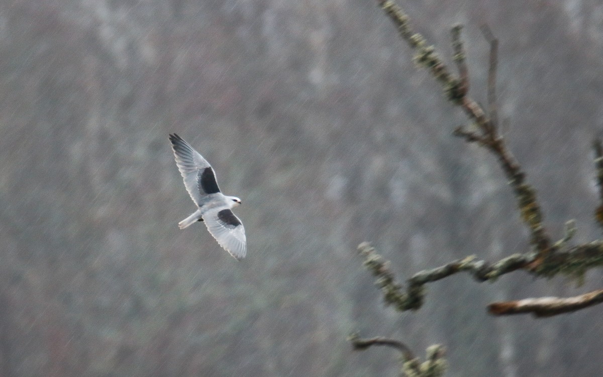 Black-winged Kite - Uku Paal