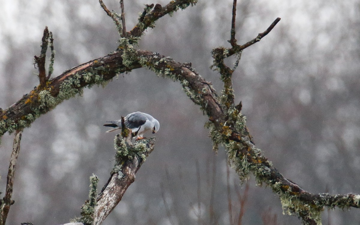 Black-winged Kite - Uku Paal