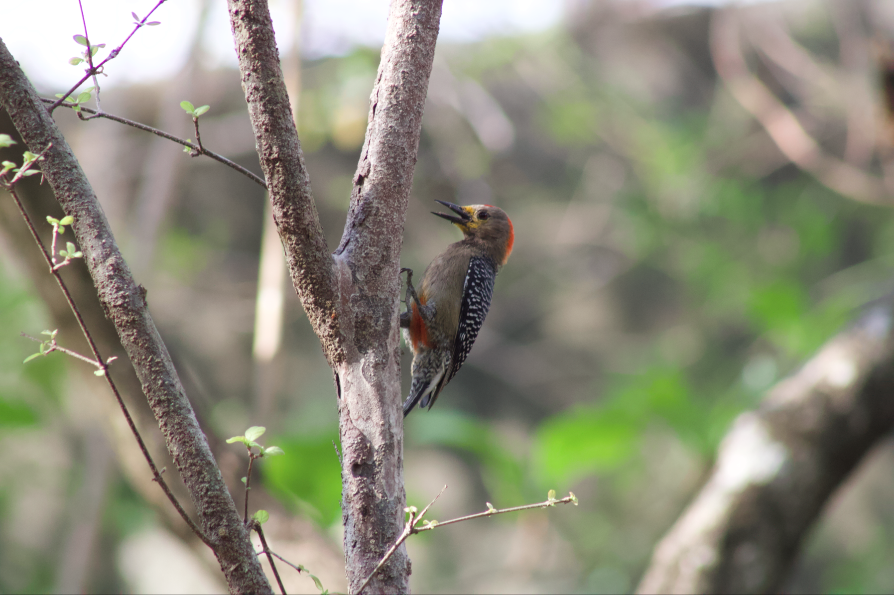 Yucatan Woodpecker - ML617831656