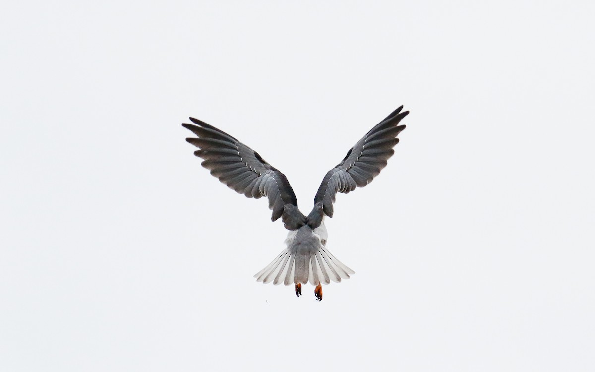 Black-winged Kite - Uku Paal