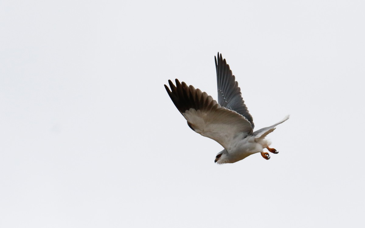 Black-winged Kite - Uku Paal