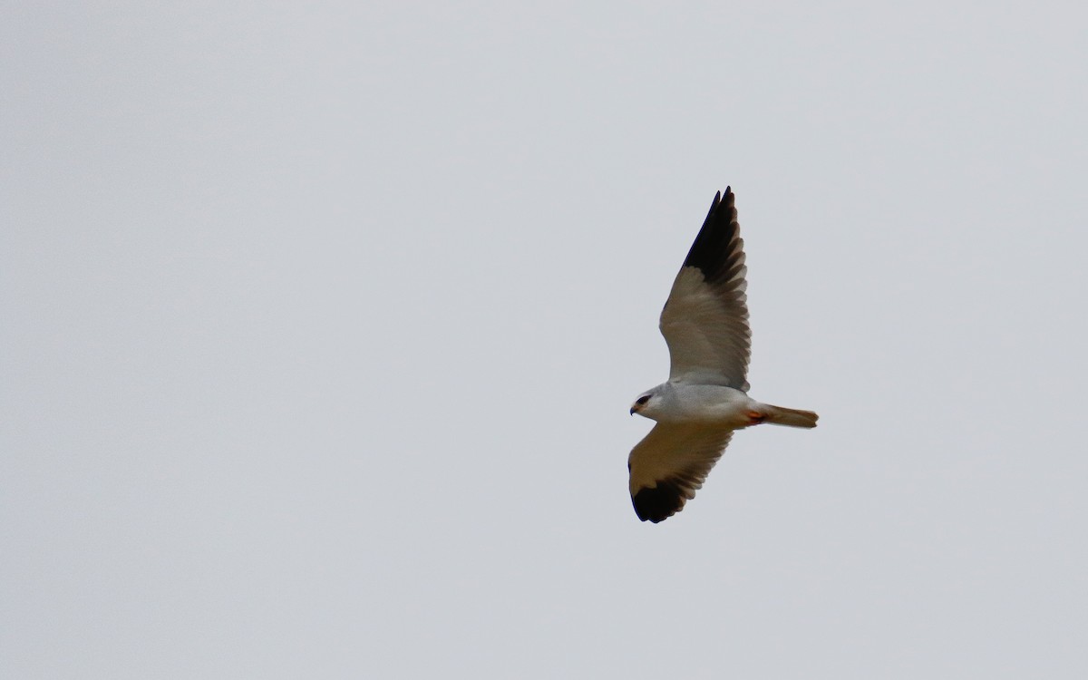 Black-winged Kite - Uku Paal