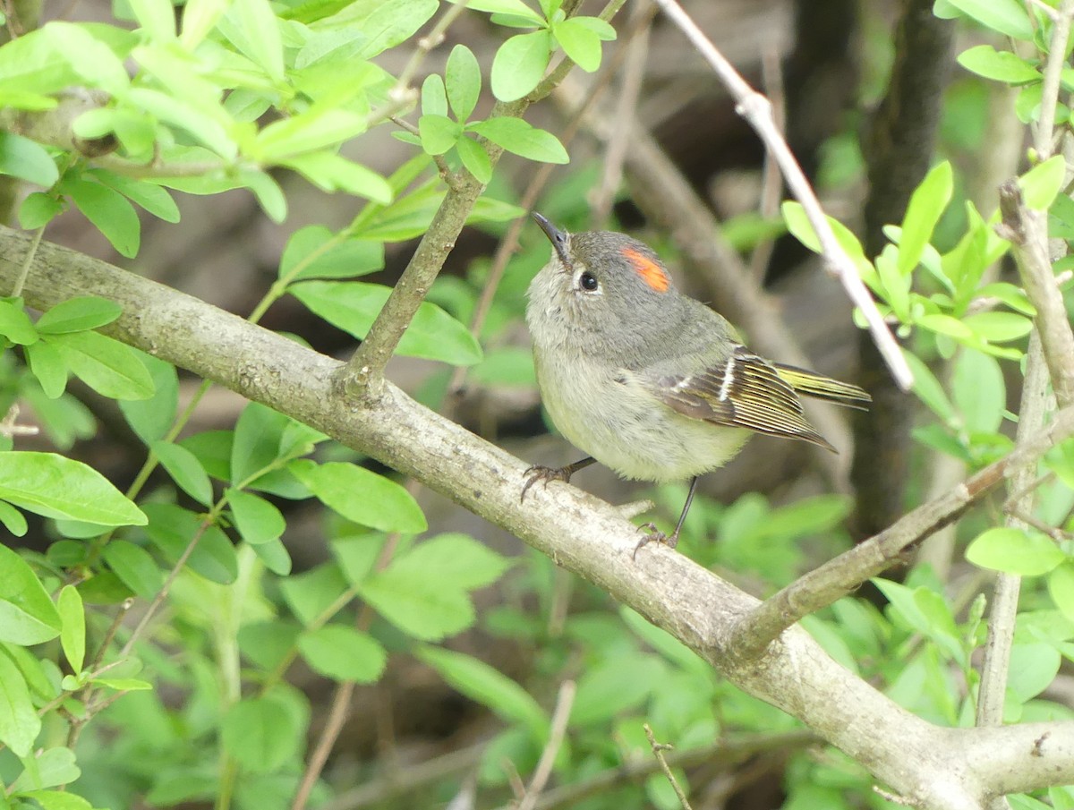 Ruby-crowned Kinglet - ML617831689