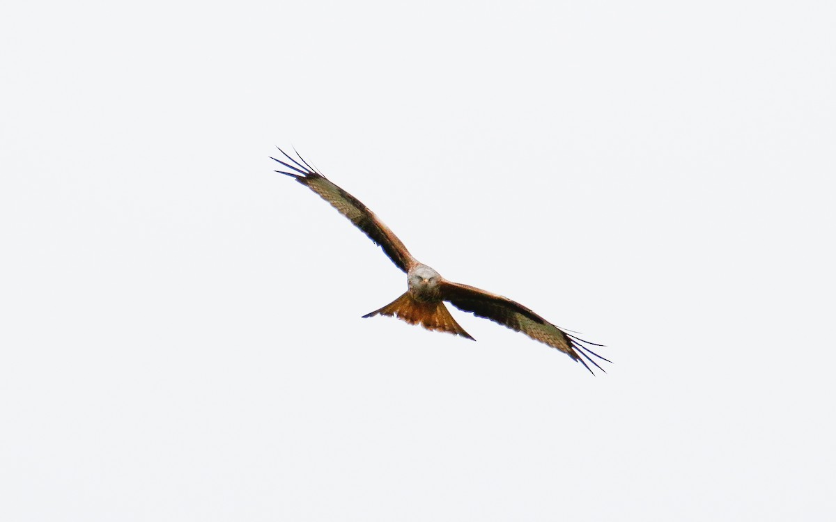 Red Kite - Uku Paal