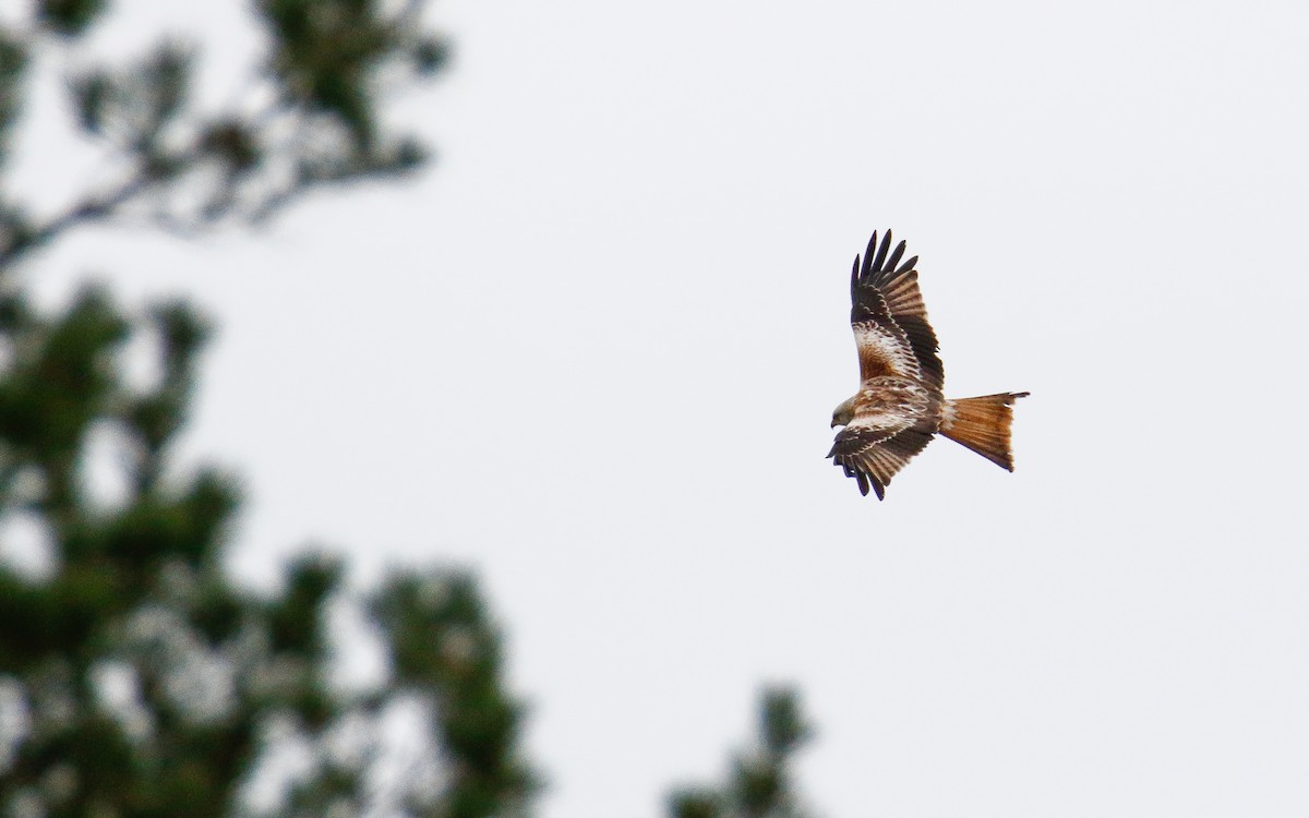 Red Kite - Uku Paal