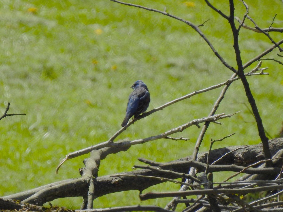 Blue Grosbeak - ML617831715