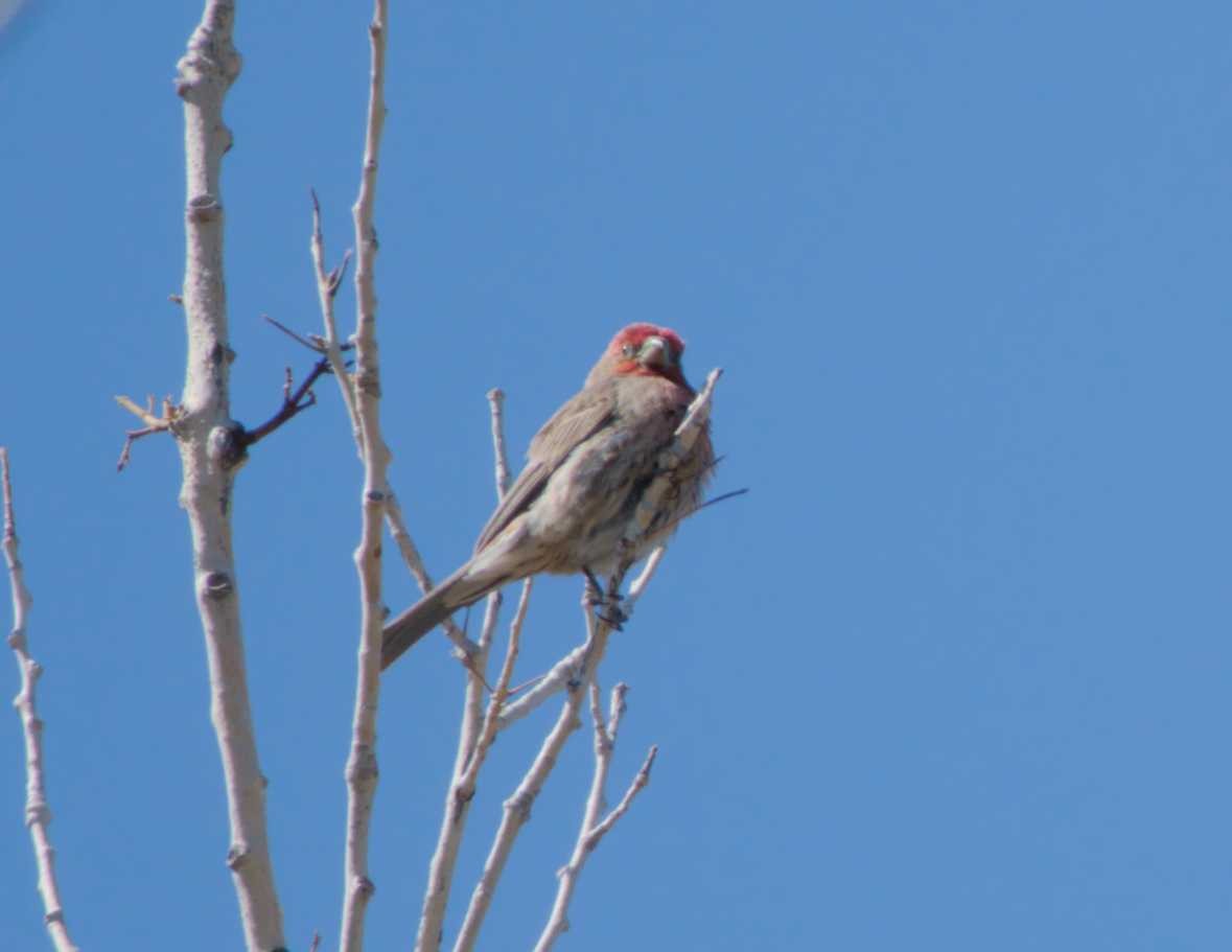 House Finch - Caleb Evert