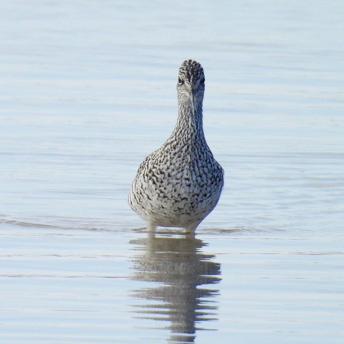 Greater Yellowlegs - ML617831797