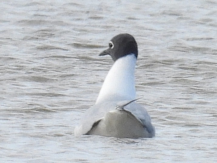 Bonaparte's Gull - ML617831837