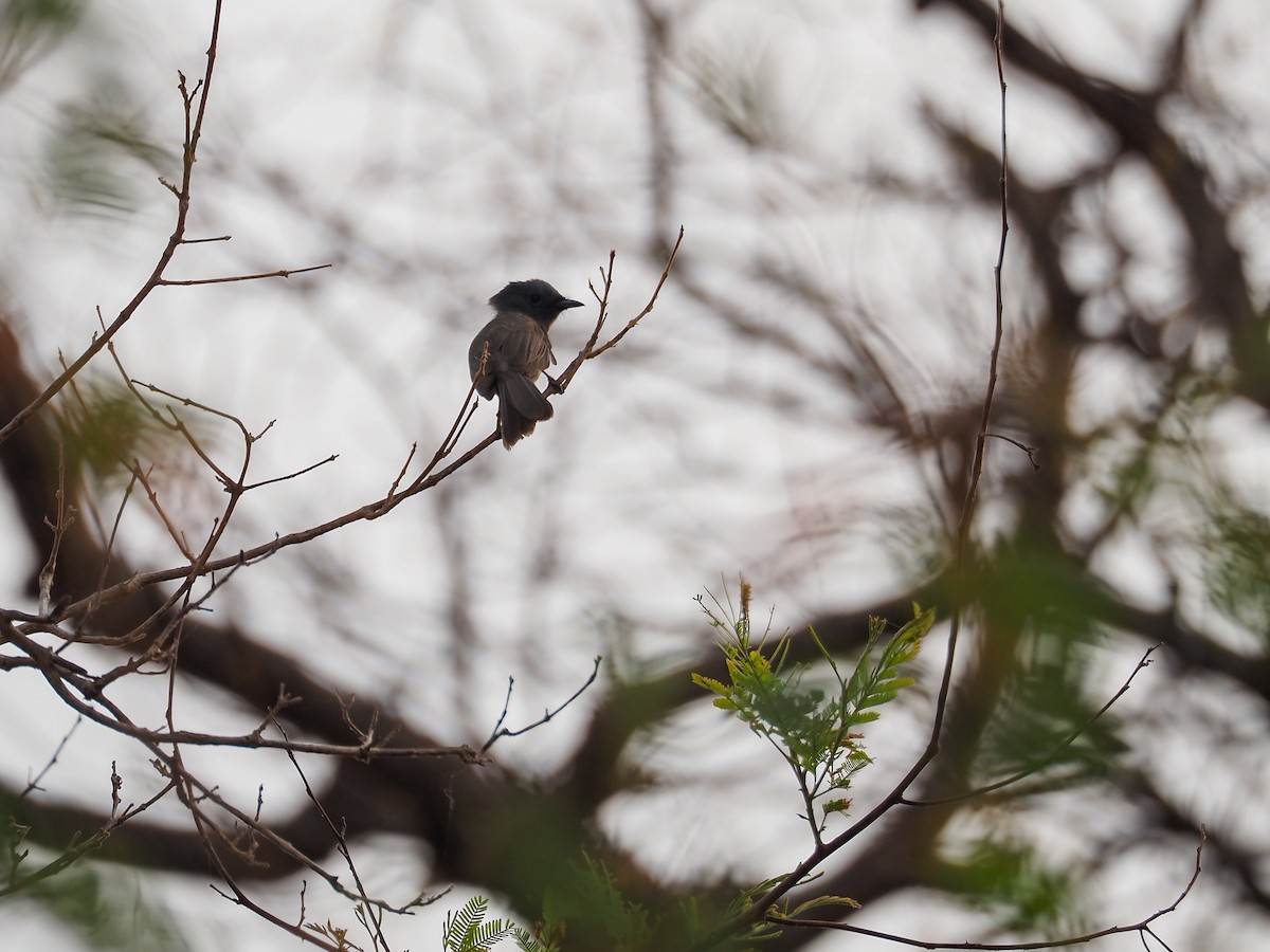 Red-vented Bulbul - ML617831888