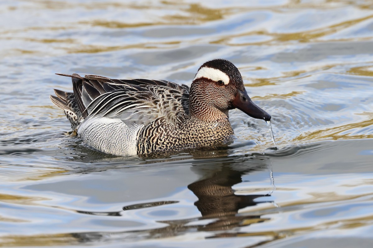 Garganey - ML617831889