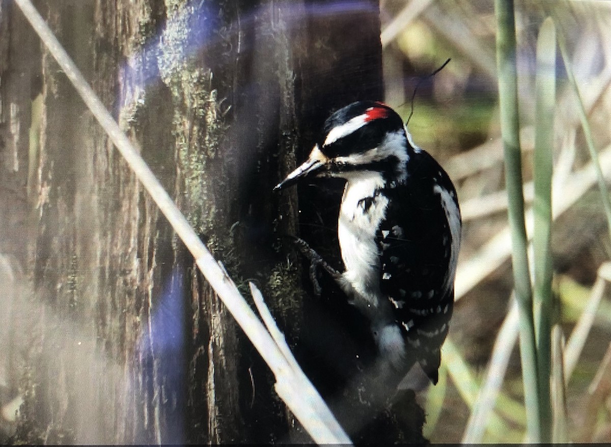 Hairy Woodpecker - ML617831893