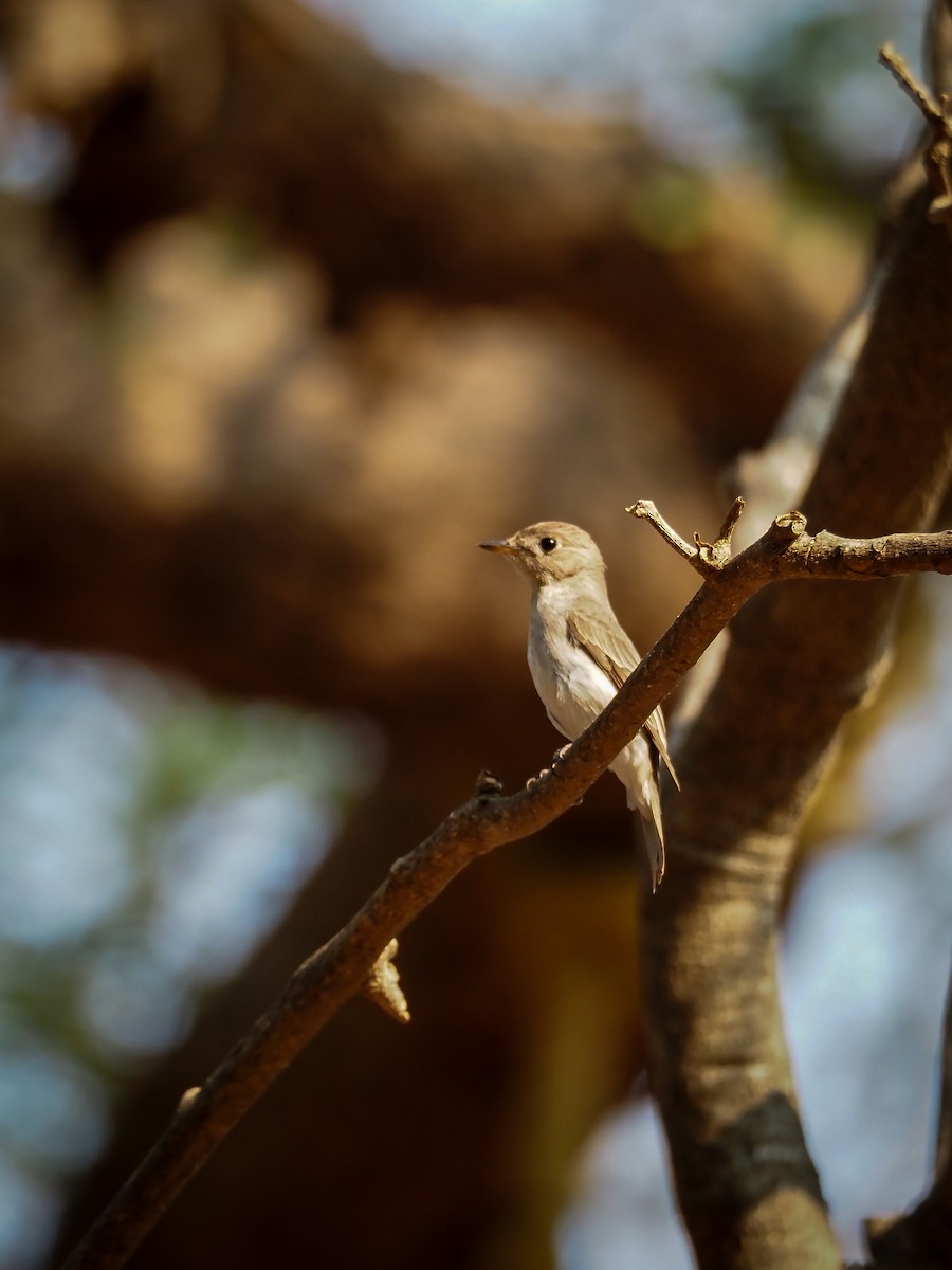 Asian Brown Flycatcher - ML617831902