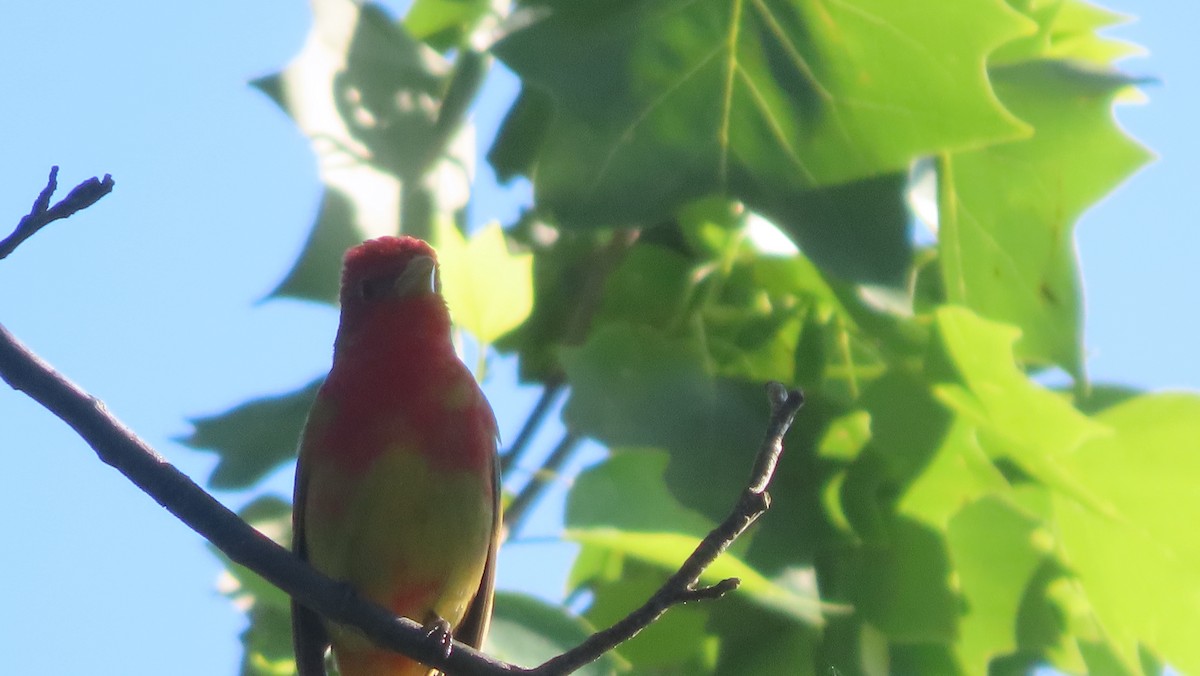 Summer Tanager - b gruff