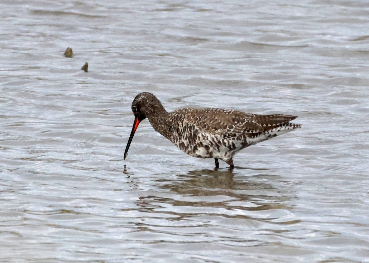 Spotted Redshank - ML617831963