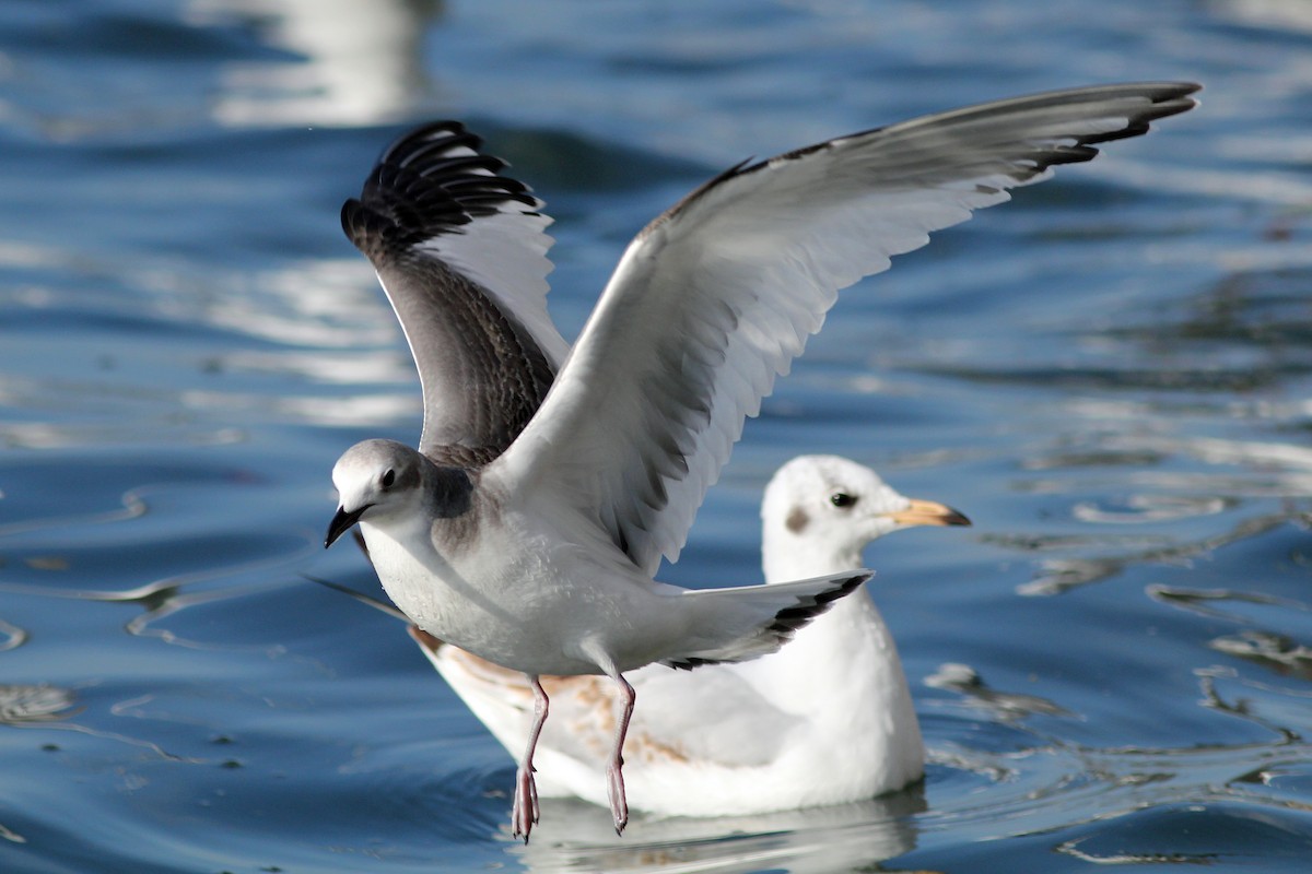 Mouette de Sabine - ML617831988