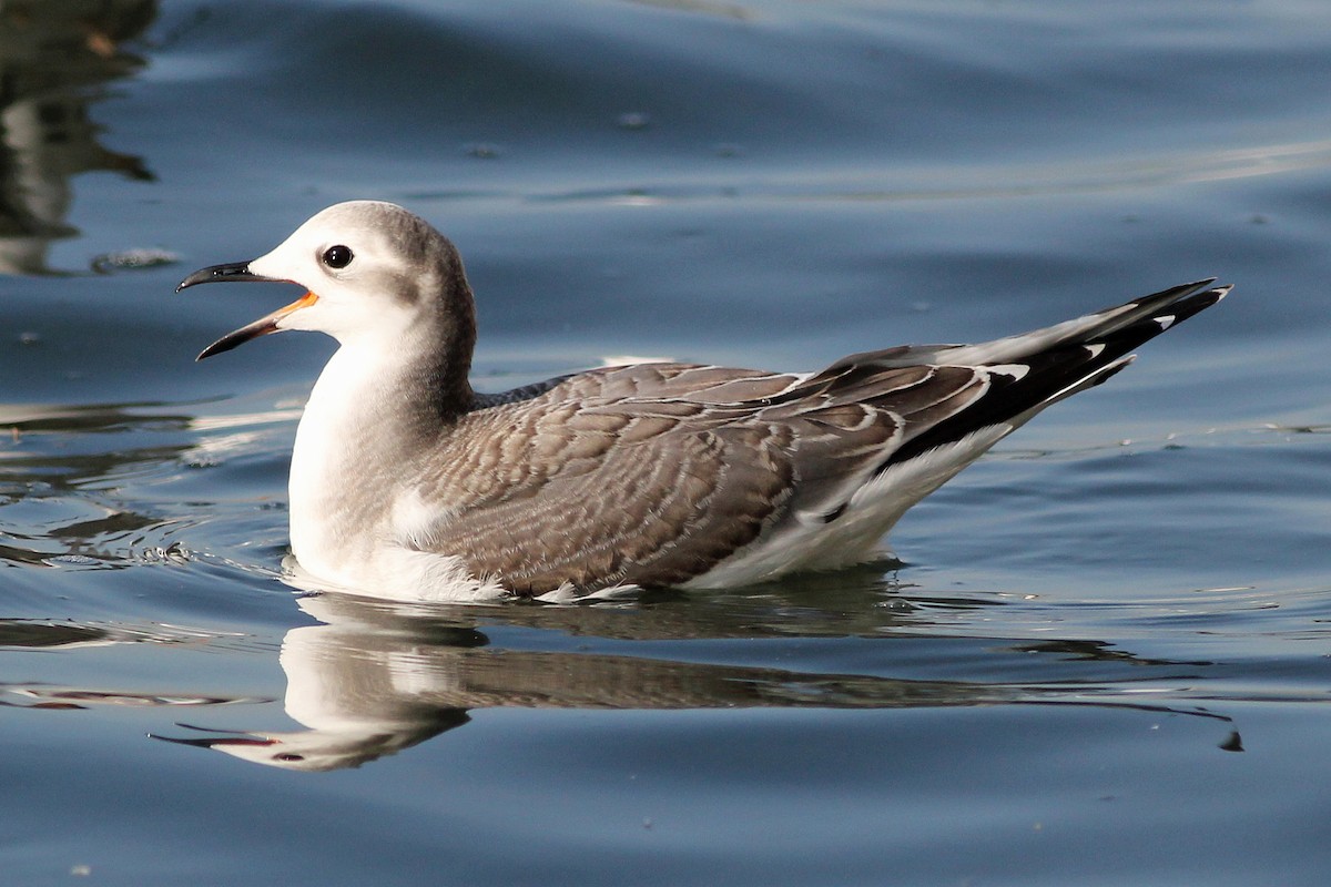 Mouette de Sabine - ML617832004