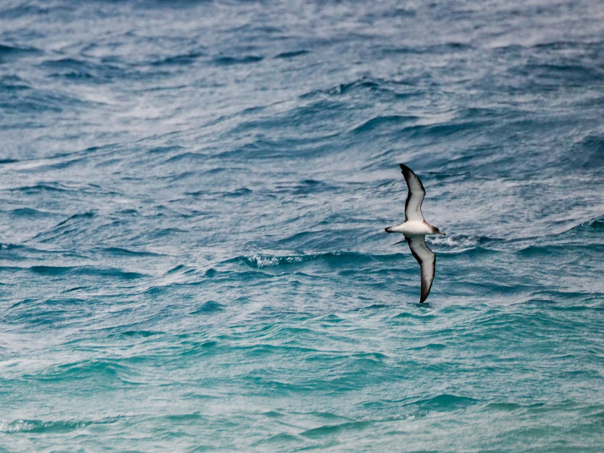 Cory's Shearwater - ML617832022