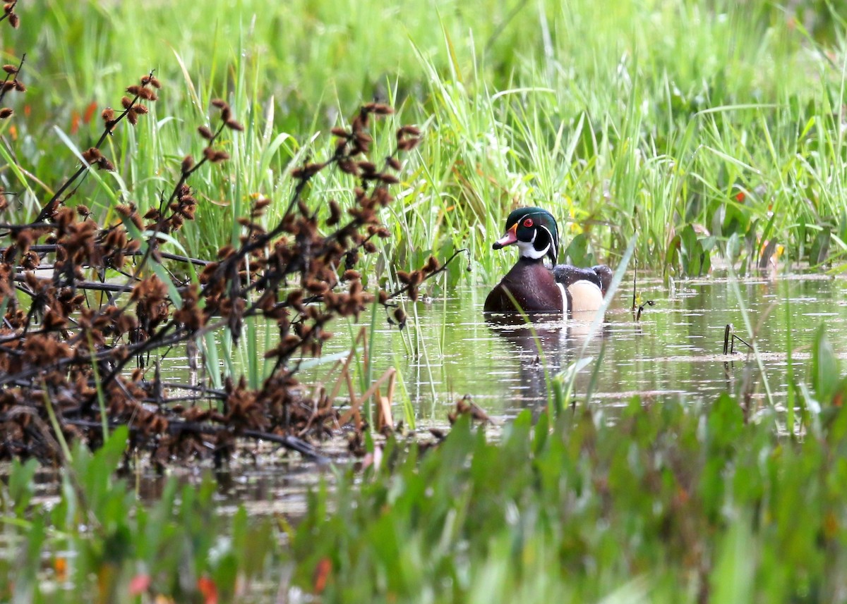 Wood Duck - ML617832025