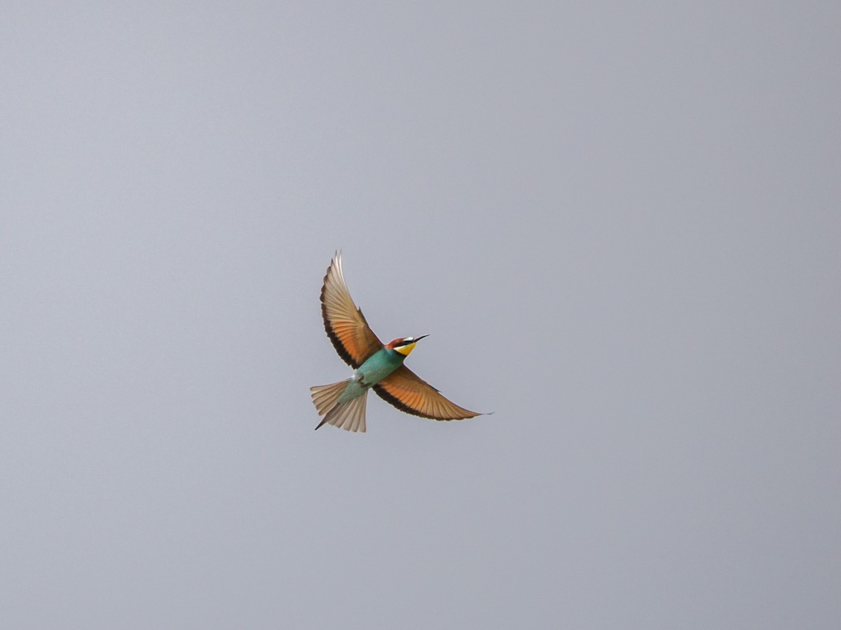 European Bee-eater - ML617832054