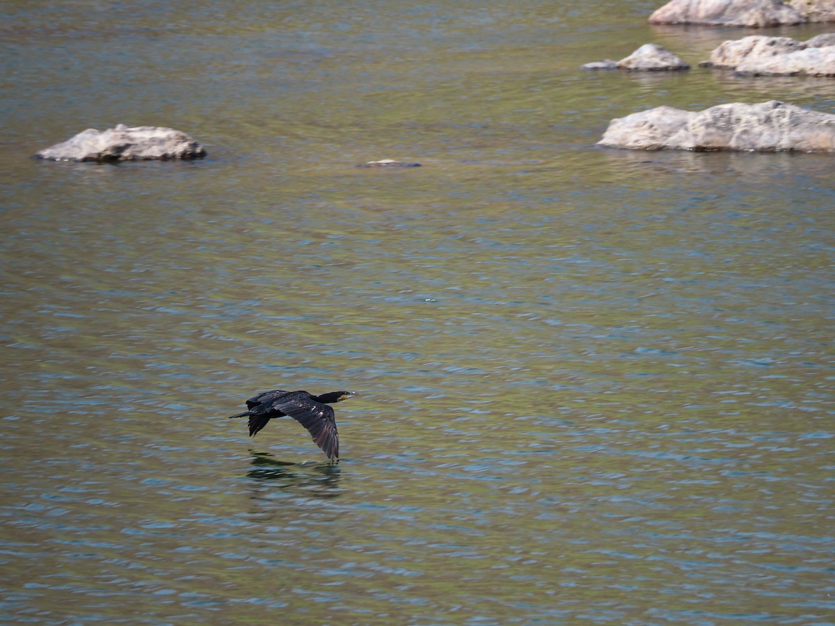 Cormorán Grande - ML617832063