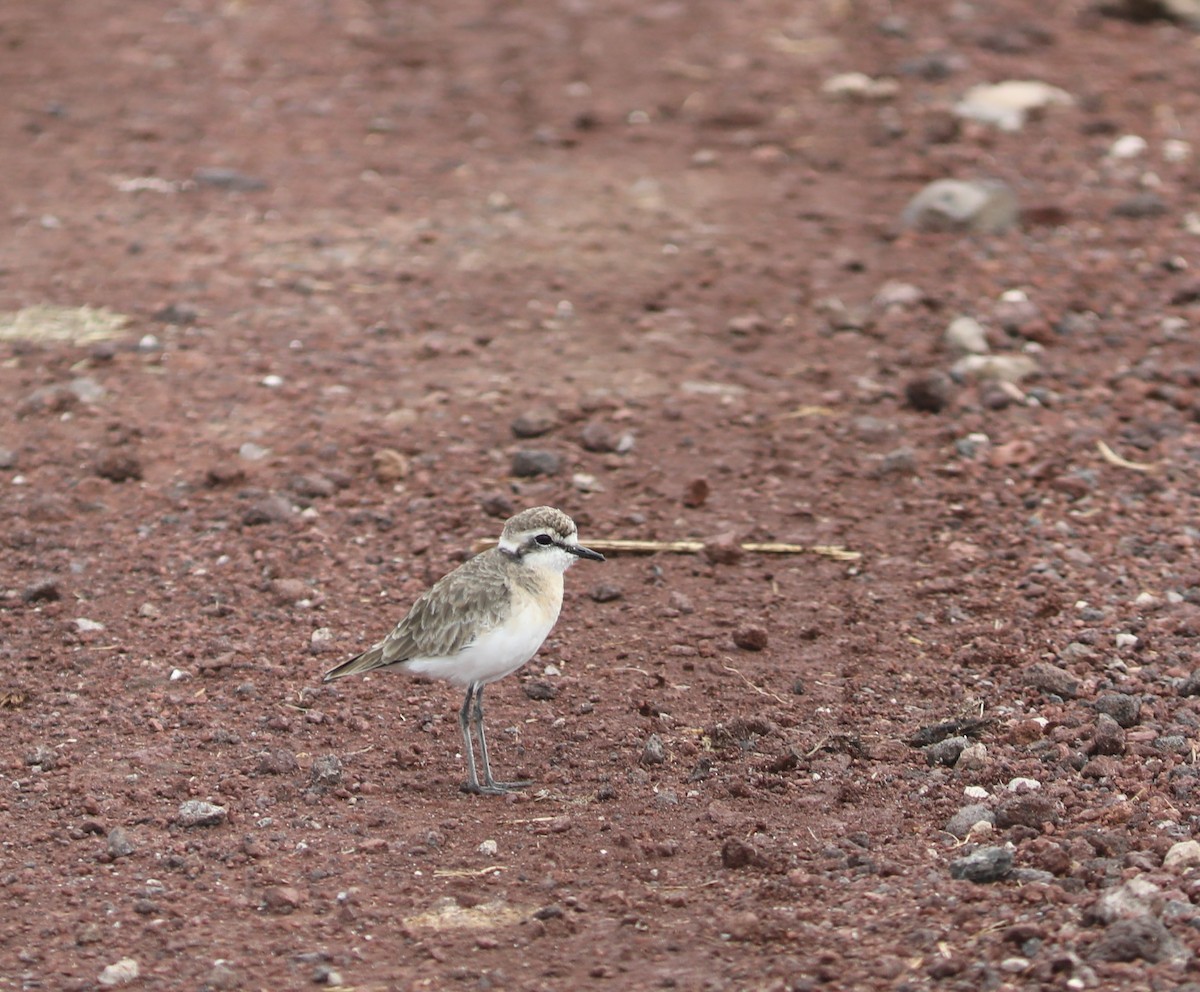 Kittlitz's Plover - ML617832069