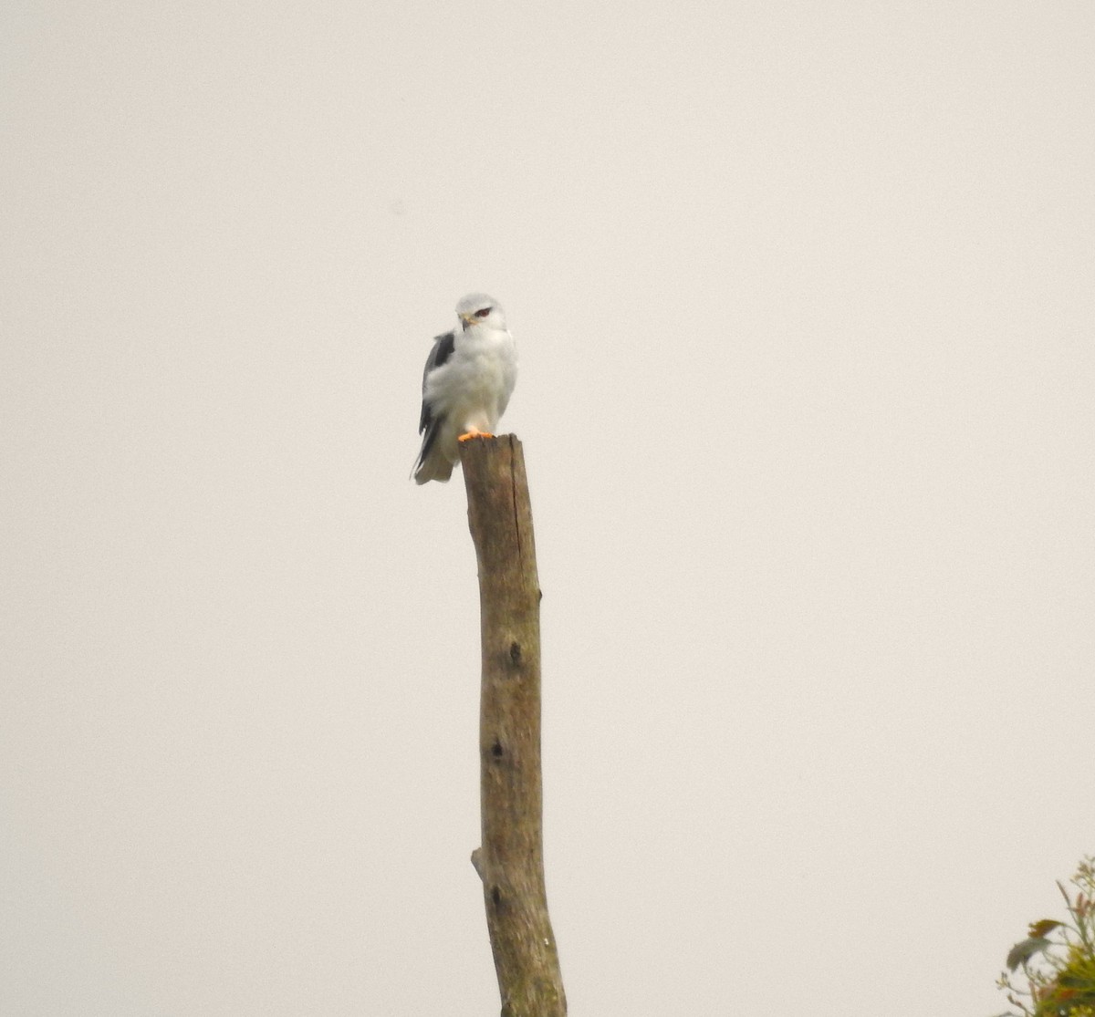 Black-winged Kite - ML617832082