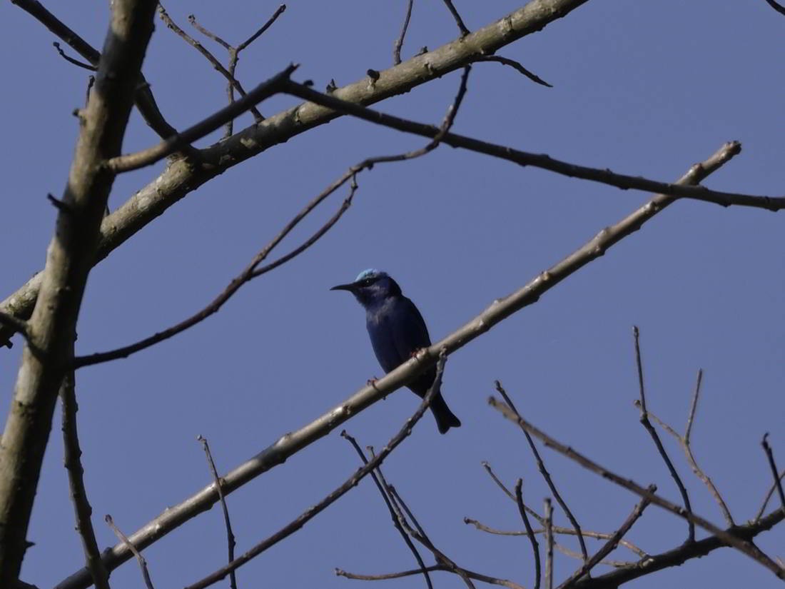 Red-legged Honeycreeper - José Octavio Cajas Castillo