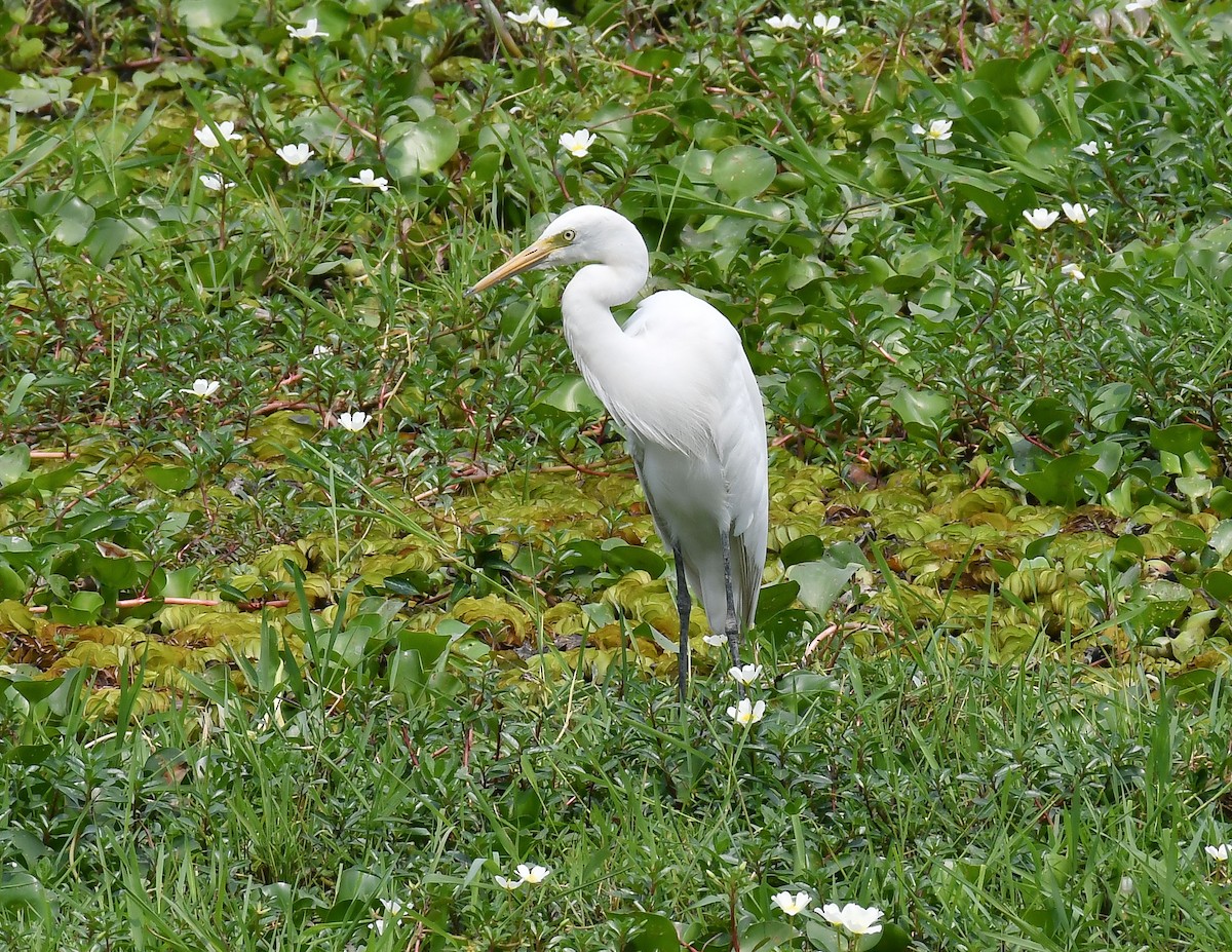 Great Egret - Anuj Saikia