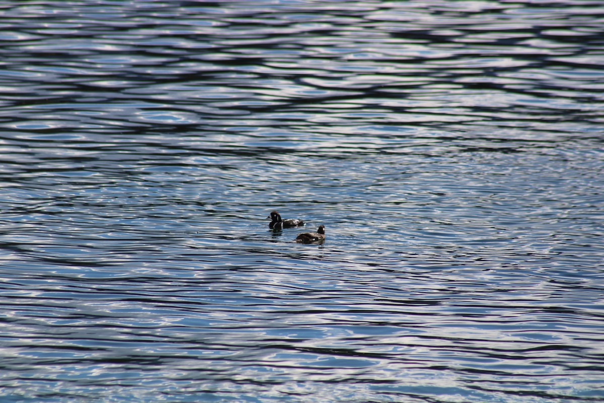 Harlequin Duck - Norbert Schuster