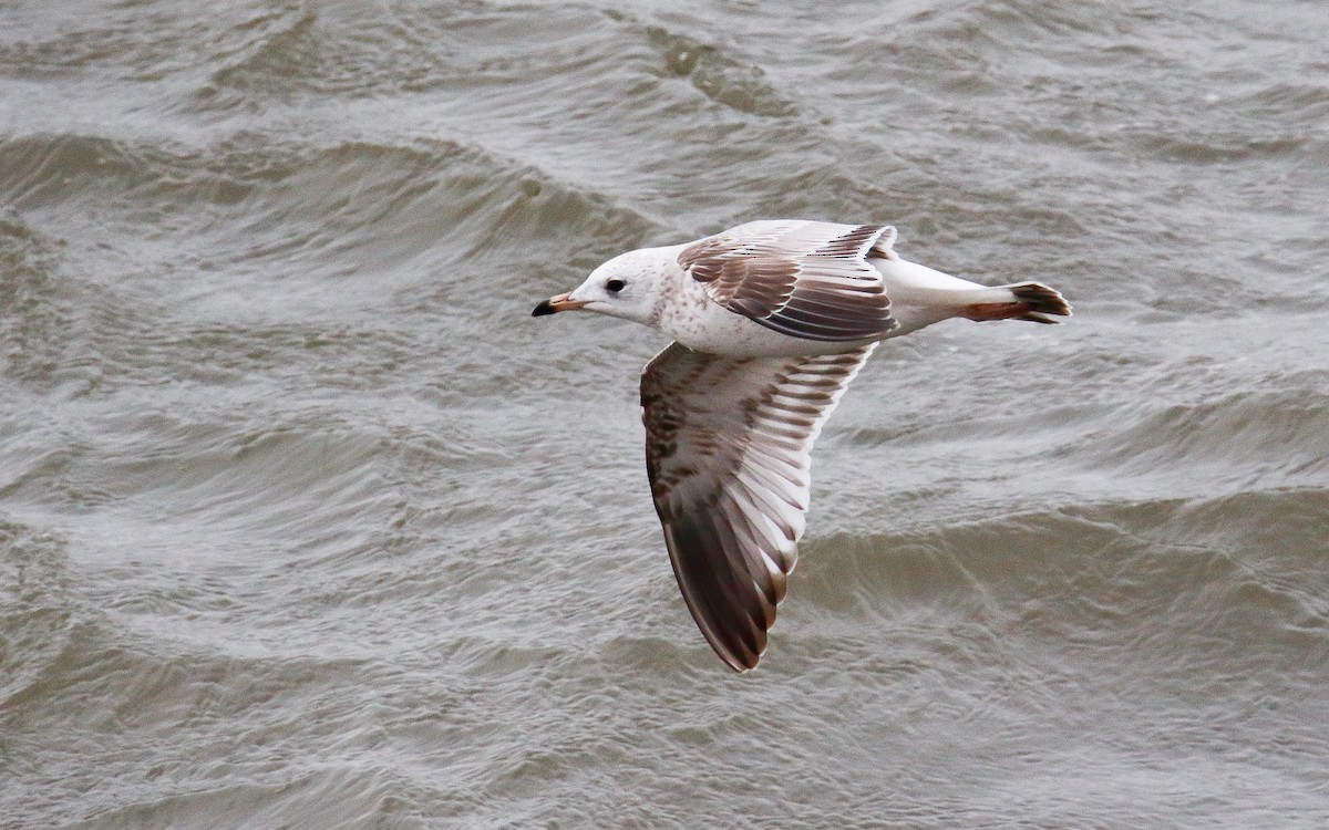 Common Gull - Uku Paal