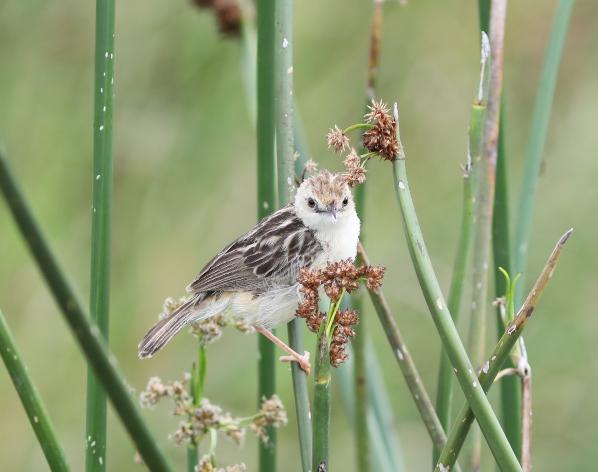 Croaking Cisticola - ML617832180