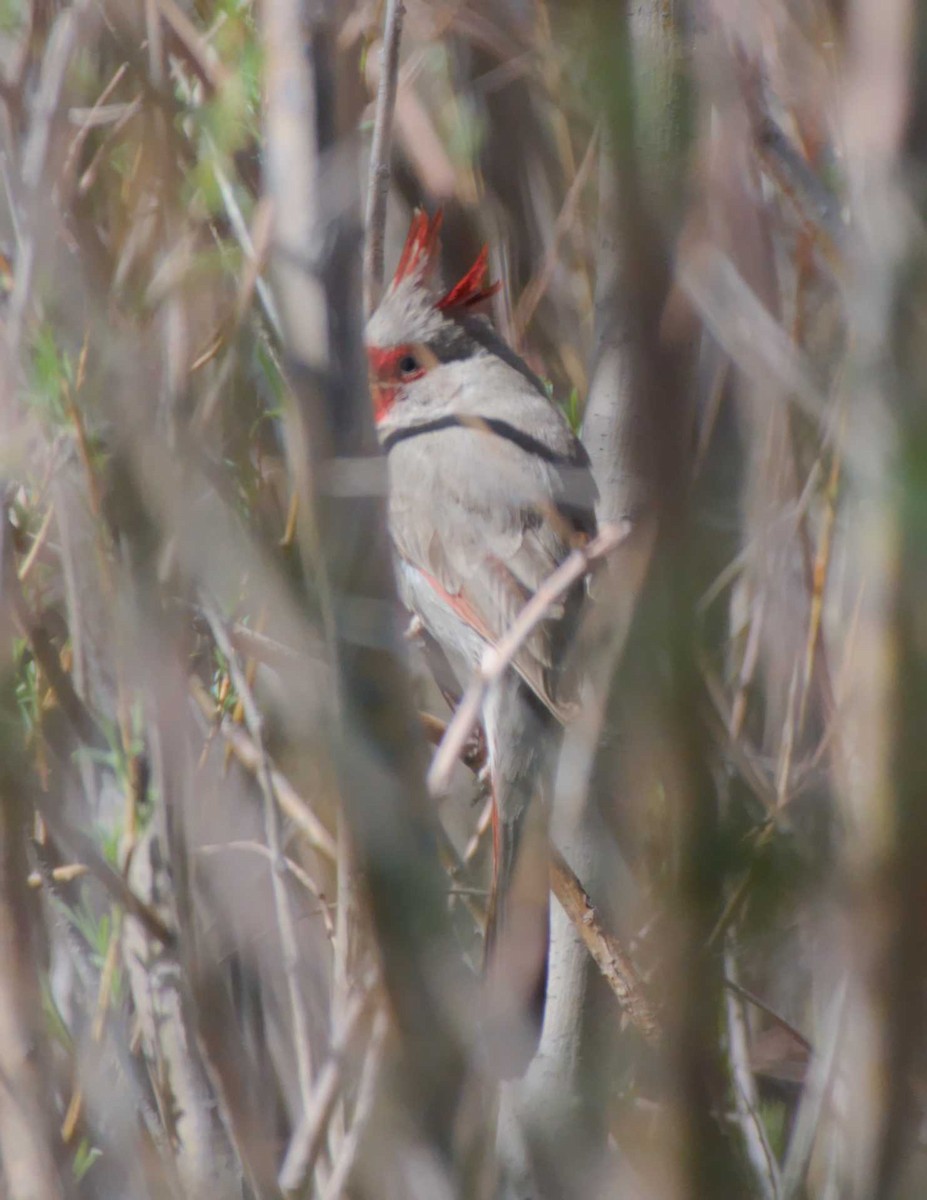 Cardinal pyrrhuloxia - ML617832184