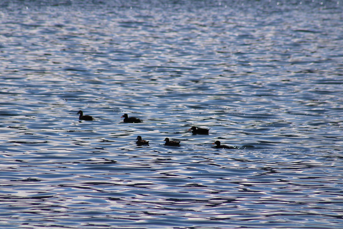 Surf Scoter - Norbert Schuster