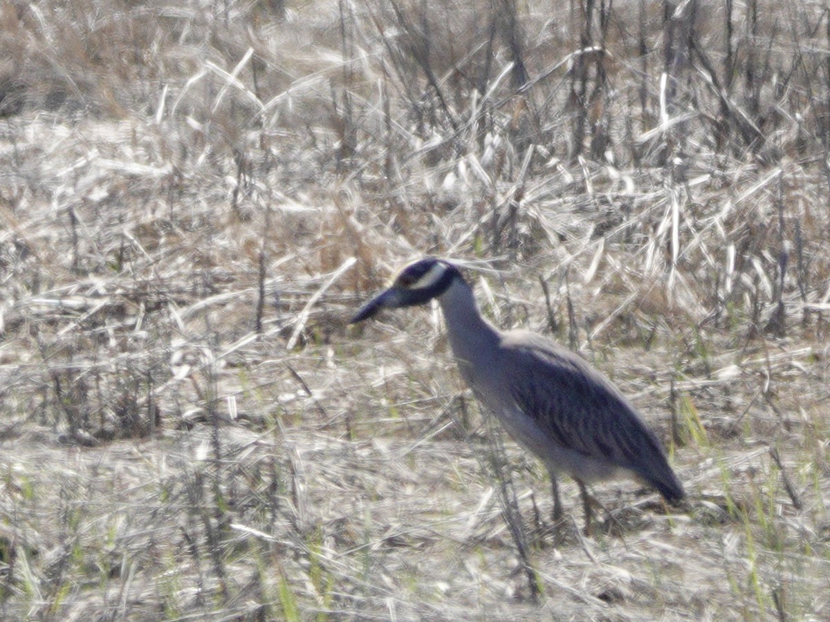 Yellow-crowned Night Heron - Jim Carroll