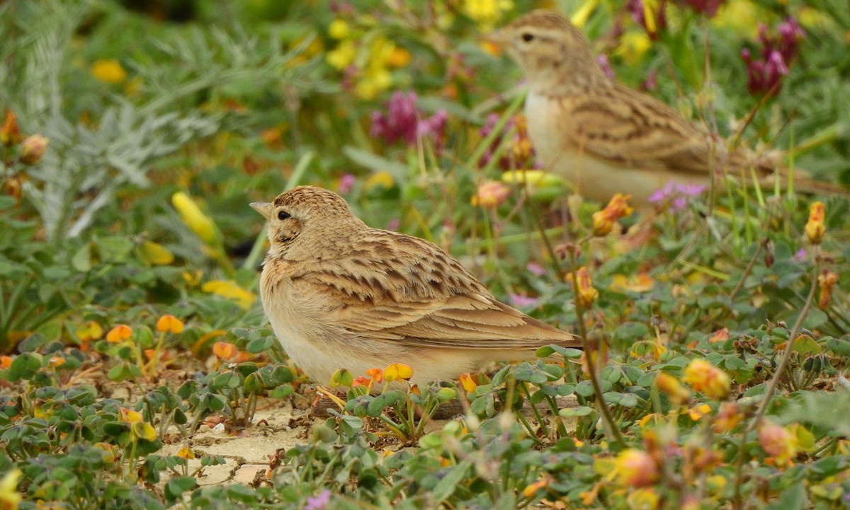 Greater Short-toed Lark - BLAS LOPEZ