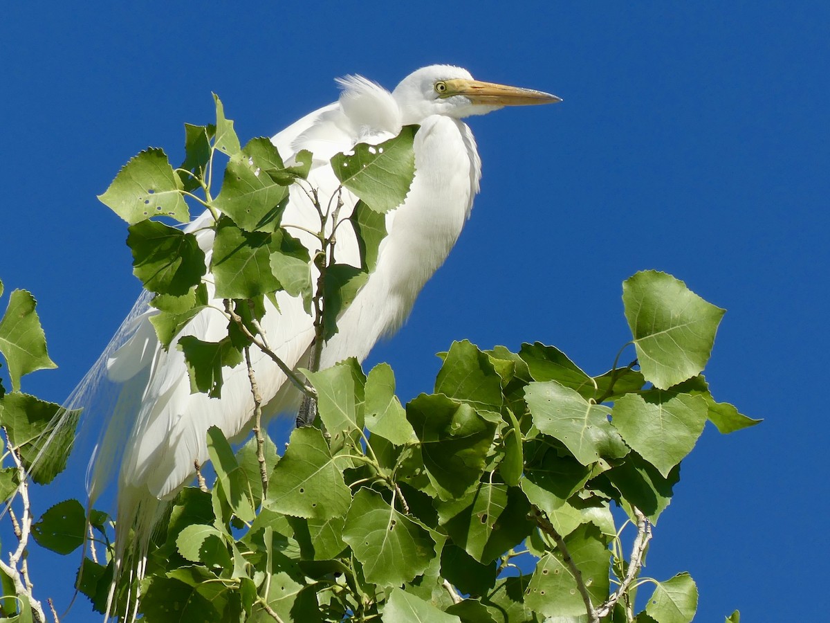 Great Egret - Dennis Wolter