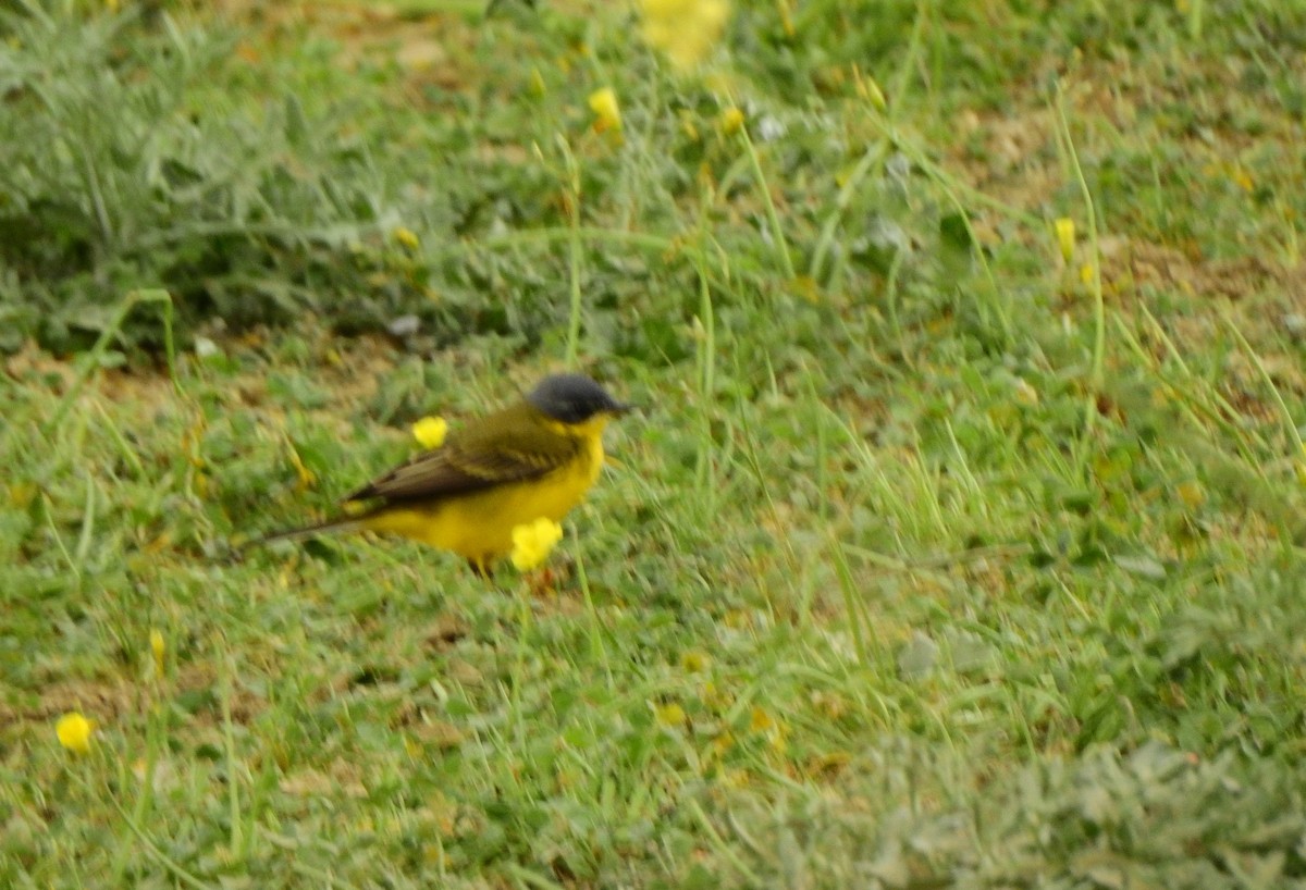 Western Yellow Wagtail (thunbergi) - ML617832421