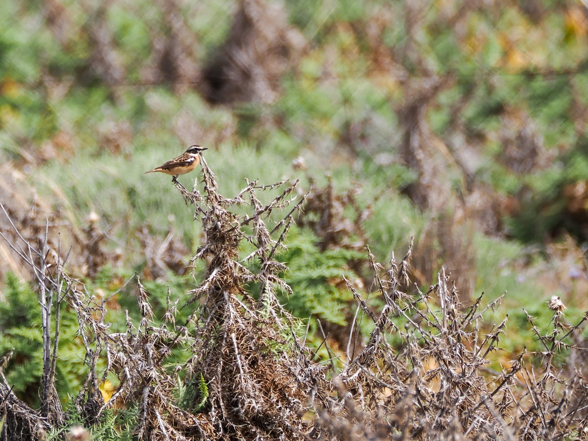 Whinchat - ML617832486