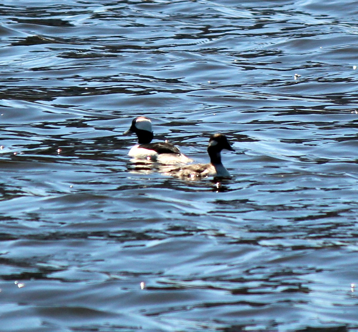 Bufflehead - ML617832494