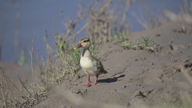 Pato Brasileño - ML617832534